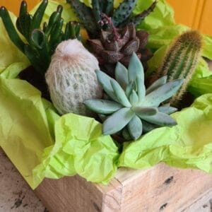 Cactus/Succulent Crate