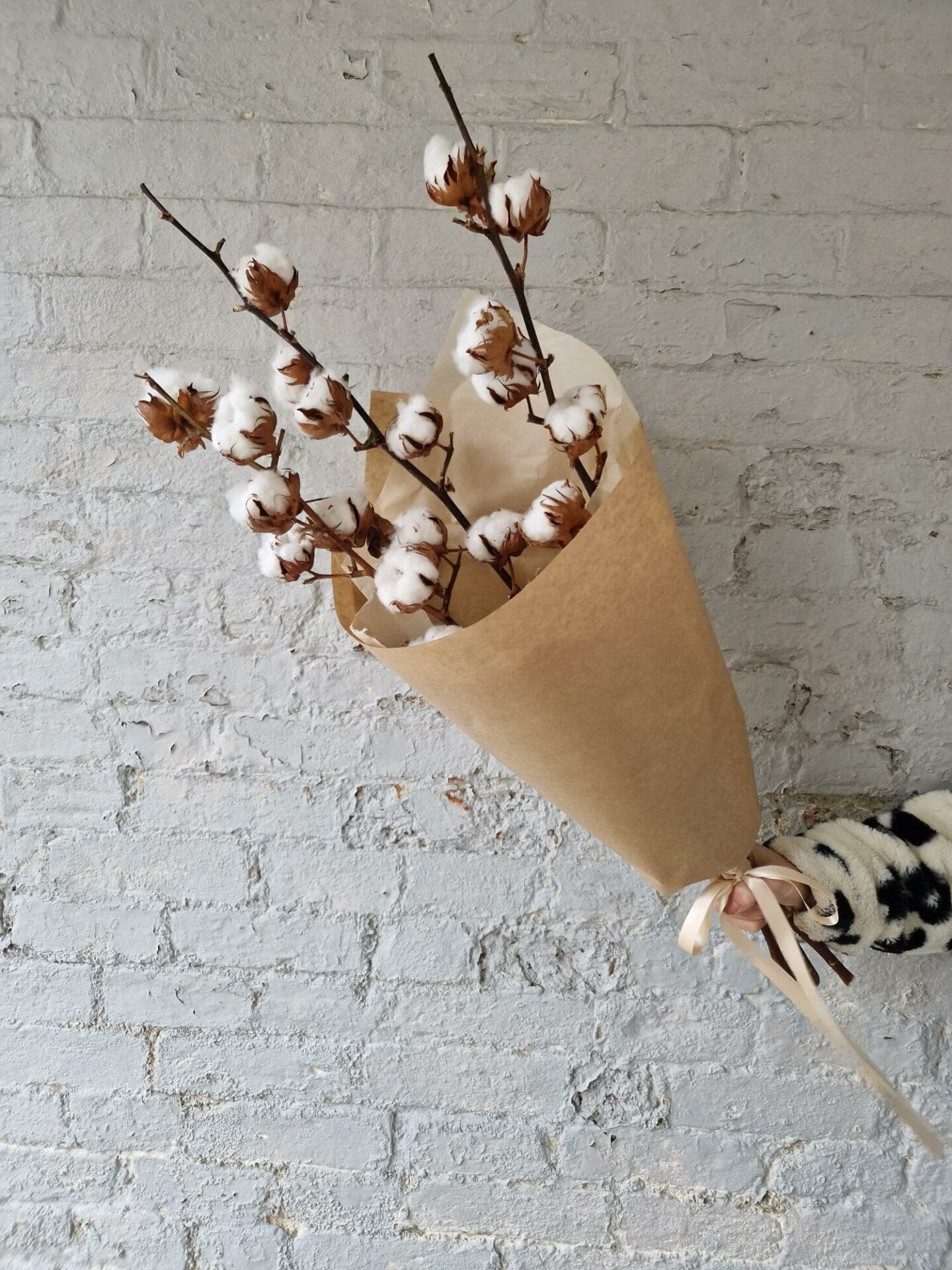 Luxury Cotton Stems